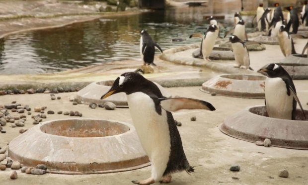 Penguins gathering pebbles to make nests at Edinburgh Zoo.