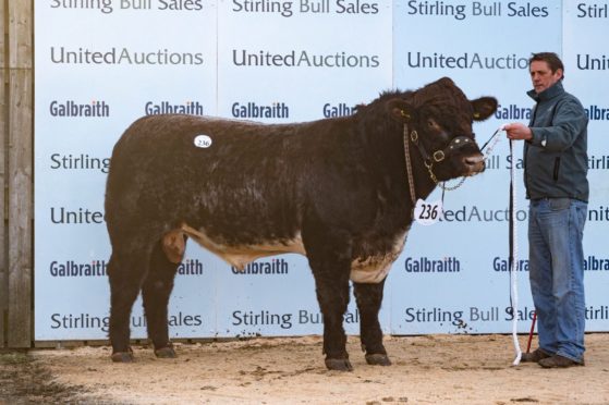 Shorthorn bull Meonside Nidavellir sold for 27,000gn at the Stirling Bull Sales in February.