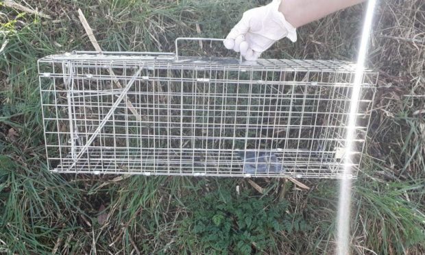 A cat was found dead in this wire trap in Tayport.