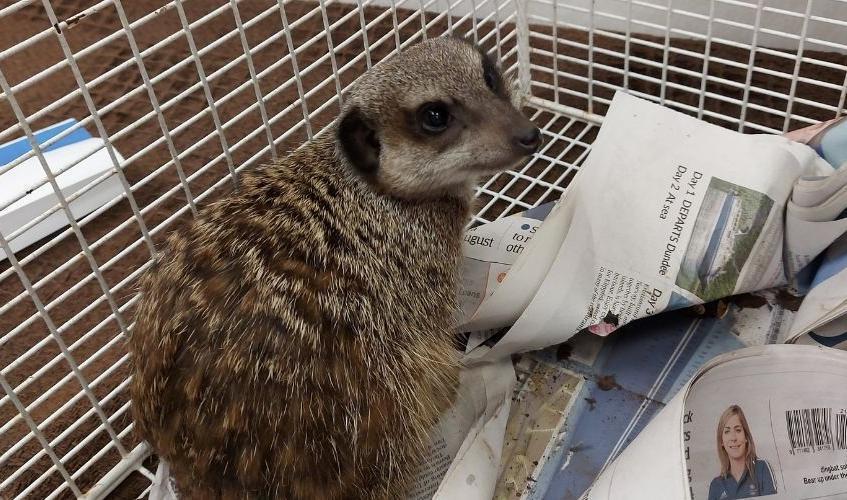 The meerkat was found by Dundee's South Road.