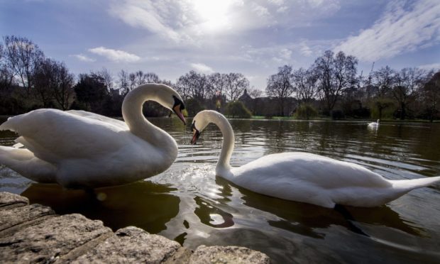 Mute swans seen in St James's Park in London.