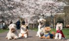 Dogs from K9 College are lined for a photo along a path lined with blossoms in Battersea Park, London. Picture date: Monday March 22, 2021. PA Photo. Photo credit should read: Aaron Chown/PA Wire