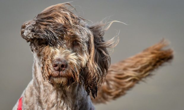 Beau the seven-year-old cockapoo is blown by the wind on Weston-super-Mare beach, Somerset. Safety warnings have been issued for coastal areas of England and Wales as winds of up to 70mph were forecast. Picture date: Thursday March 11, 2021. PA Photo. See PA story WEATHER Wind. Photo credit should read: Ben Birchall/PA Wire