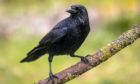 The first Sunday in March is known as Crow Sunday, when nest building begins.