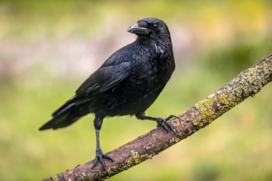 The first Sunday in March is known as Crow Sunday, when nest building begins.