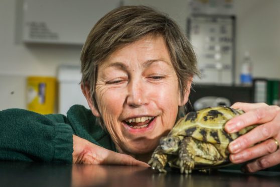 Barbara Barnard, with 17 year old tortoise, Mabel.