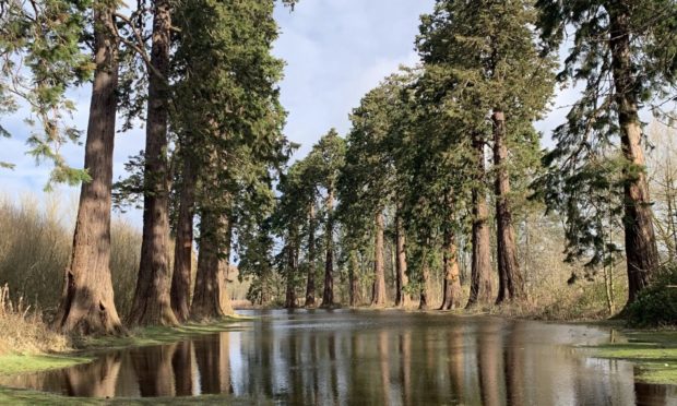 Redwood trees standing in flood water