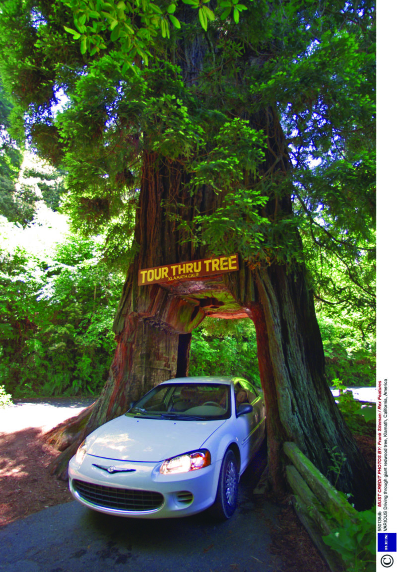 Why are internationally 'endangered' redwood trees not included on