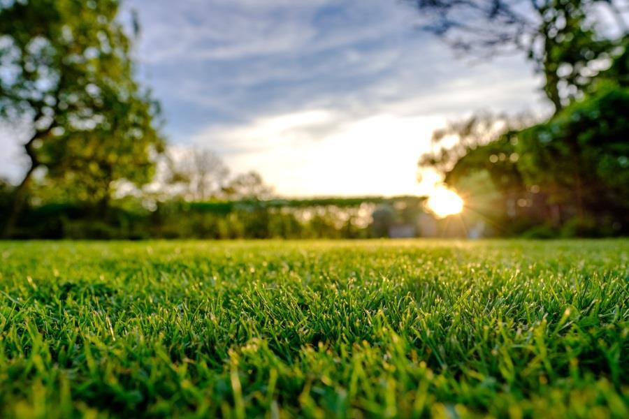 Inspect your lawn this month
