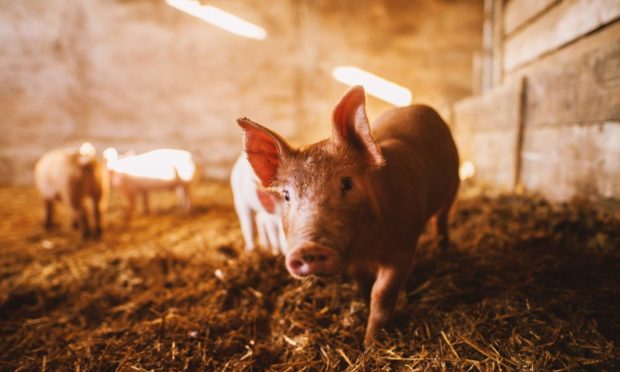 WELFARE: Pig farmers say proposed changes in transport would damage the sector and are unlikely to improve animal welfare