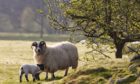 Lambing season involves the whole family mucking in.