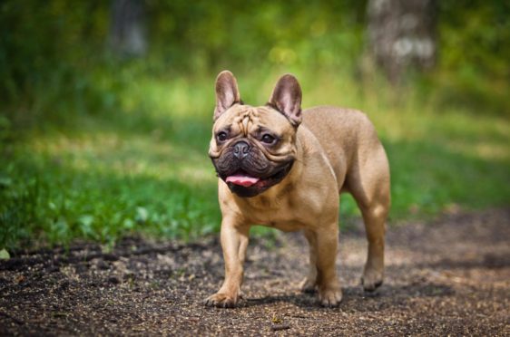 A French bulldog