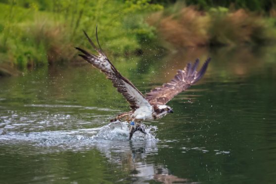 The osprey: returning soon to a sky near you.