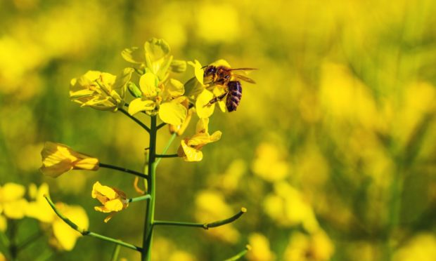 Force of nature: Gene editing is a valuable facility to allow the precision breeding of plants and animals.