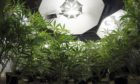 A cannabis farm was found in the police raid in rural Fife.