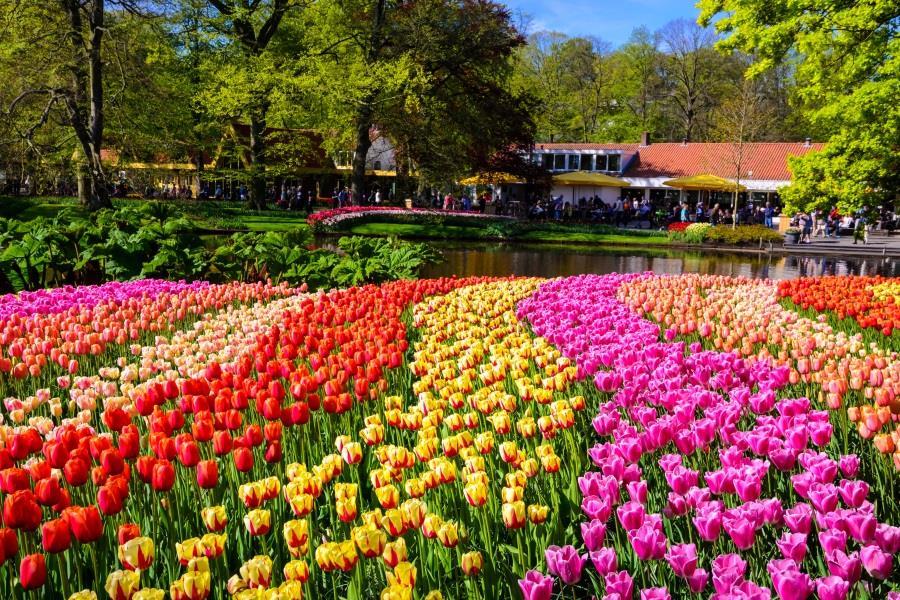 Keukenhof
