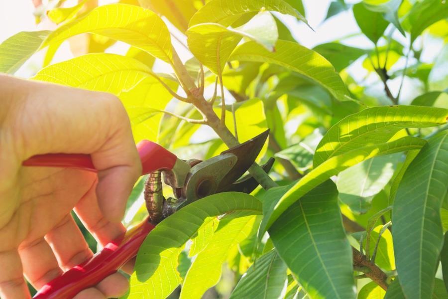 gardening pruning