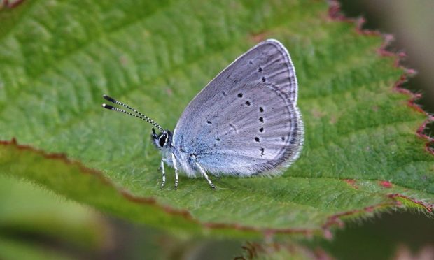 nature scotland awards