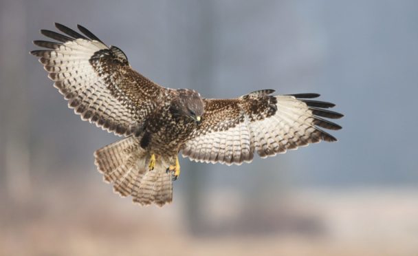 A buzzard (stock image).