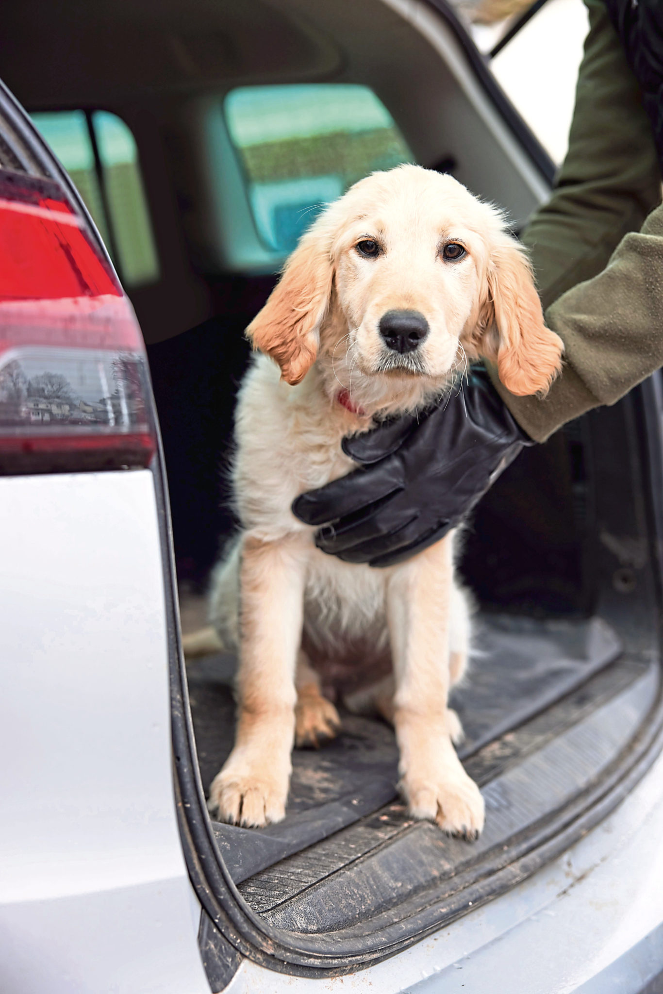 Dog theft Heartbreak caused by thieves exploiting demand for pandemic pets