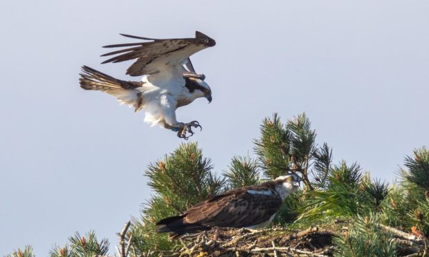 Angus osprey returns home