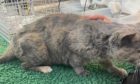 SSPCA terminally ill cat