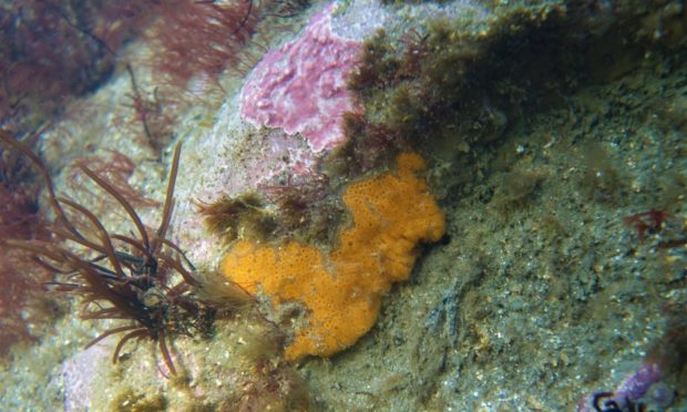 Pink paint weed and breadcrumb sponge at Elie