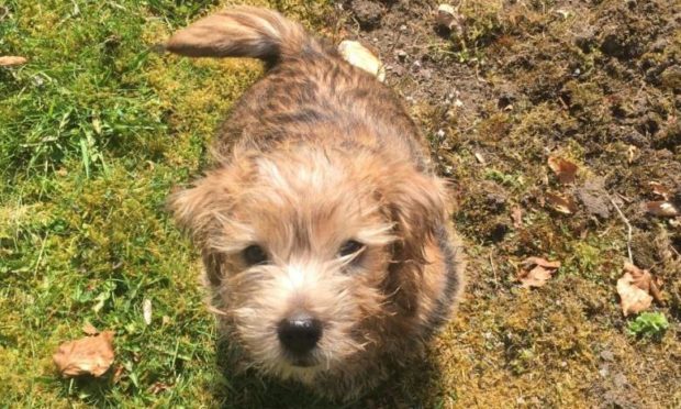 Benny the terrier is terrorising Fiona Armstrong's house.