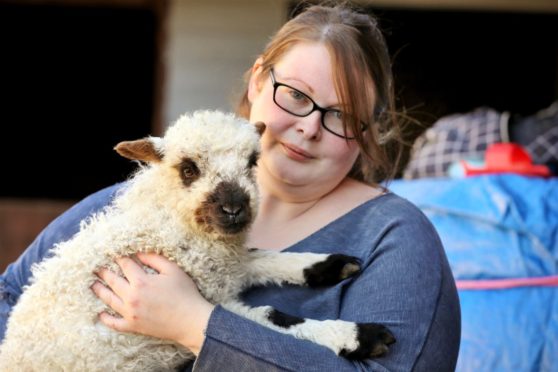 Evening telegraph/ Courier Blairgowrie news CR0027794   G Jennings pics , a lamb has been returned after being stolen from South Littleton Farm near Blairgowrie, Georgia Garside of the farm is pictured with the lamb, thursday 22nd April.