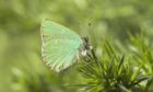 Green Hairstreak butterfly