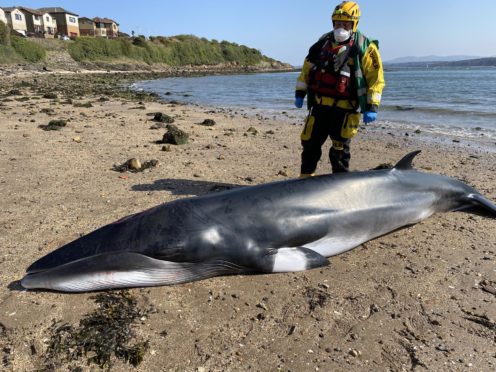 BDMLR operation co-ordinator Paul Smith with the minke whale.