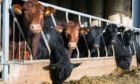 Cattle prices have increased in recent weeks.