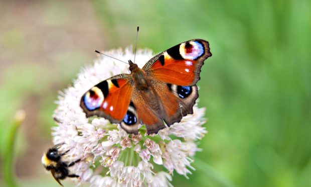 A butterfly peacock and a bumblebee sit on a flower of onions.