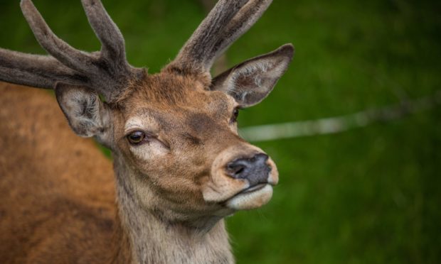 A stag in Highland Perthshire.