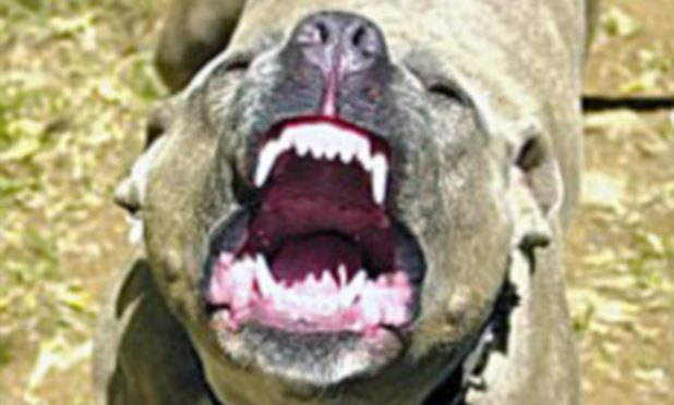 Barking dog