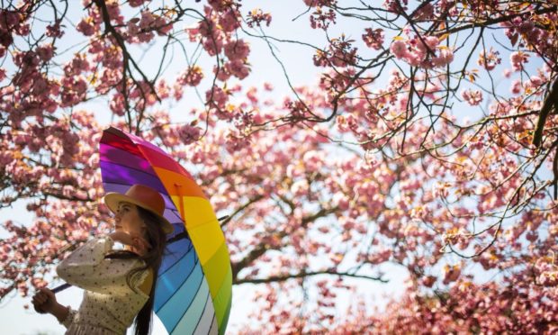 A woman poses for a photograph with a rainbow umbrella in an avenue of blossom trees in bloom in Greenwich Park, south London, ahead of BlossomWatch day which takes place on Saturday, with the National Trust encouraging members of the public to share their own images online and "spread the joy of spring with others". Picture date: Friday April 23, 2021. PA Photo. Photo credit should read: Victoria Jones/PA Wire
