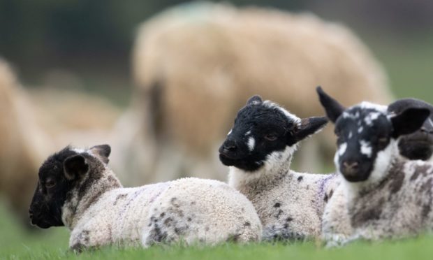SPRING TO LIFE: The sheep sector is urging dog owners to act responsibly when visiting the countryside.
