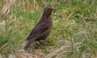 Blackbirds remain the most commonly seen species of bird on Scottish farms