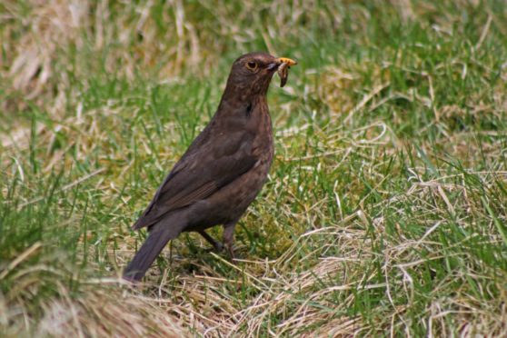 Blackbirds remain the most commonly seen species of bird on Scottish farms