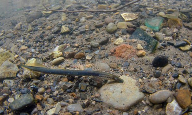 Brook Lamprey, River Derwent in Derbyshire