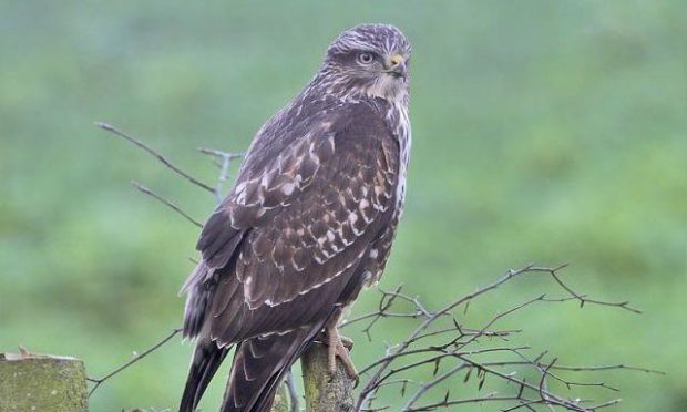 The buzzard was found hanging from a tree in Tayport.