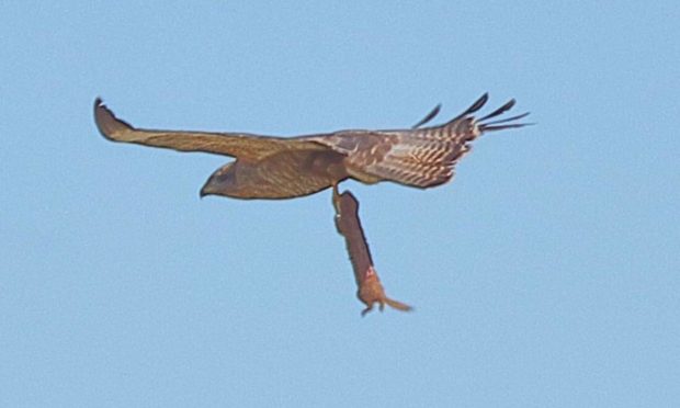 buzzard eats weasel