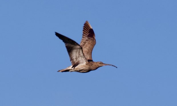 SUMMER VISITOR: Curlews are a welcome sight around Armadale Farm at this time of year.