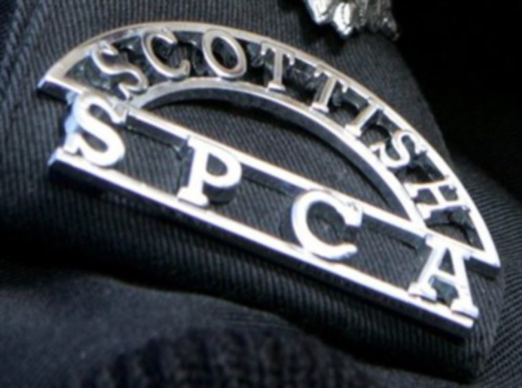 A Scottish SPCA badge.