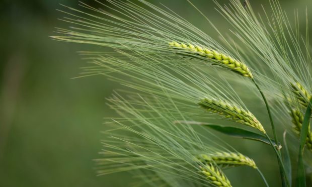 UK Government says gene editing of plants could help breed crops that are more resistant to pests and diseases.