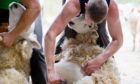 International sheep shearers will need  a contract of employment in order to enter the country.