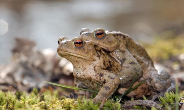 Common toads mating.