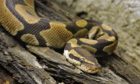 Residents are on the look out for the missing Ball Python that escaped its tank.