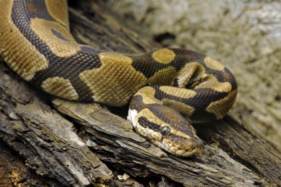 Residents are on the look out for the missing Ball Python that escaped its tank.