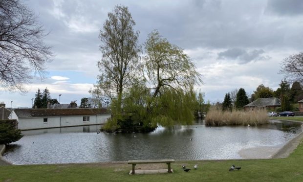 Gannochy duck pond